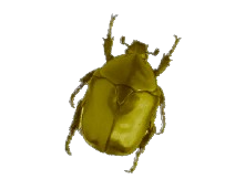 Golden Scarab - Item New World